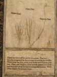 Click to see big picture (360x480 pixels; 45 KB))
